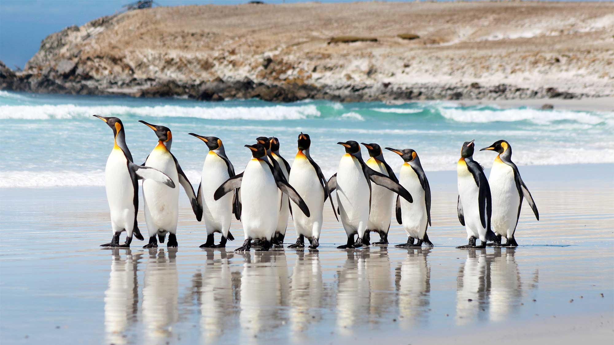 Where to see penguins in the wild? - TheTravelShots