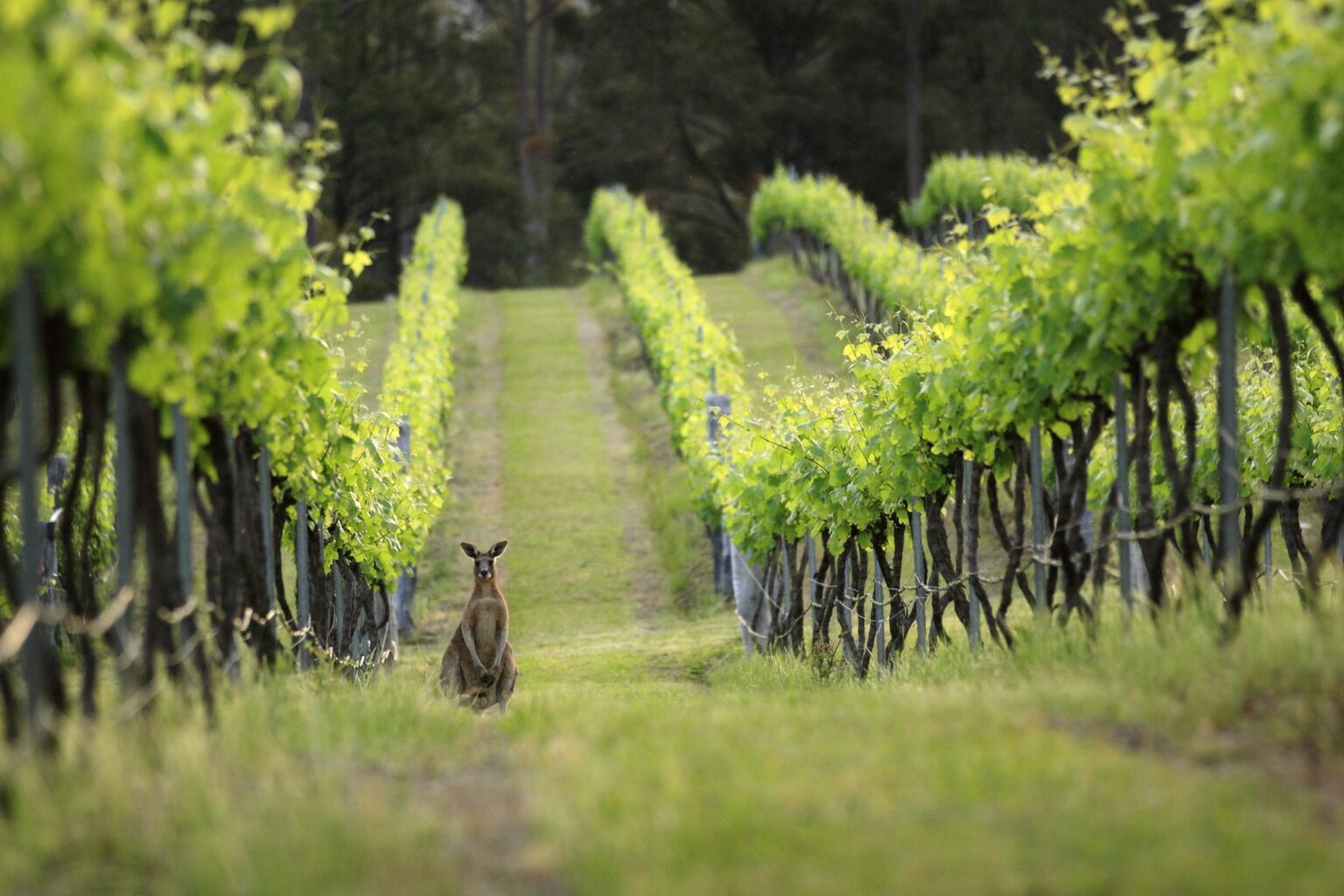 hunter valley australia valentines day 2025