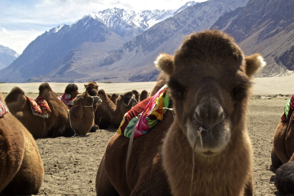 NUBRA VALLEY - THINGS TO DO