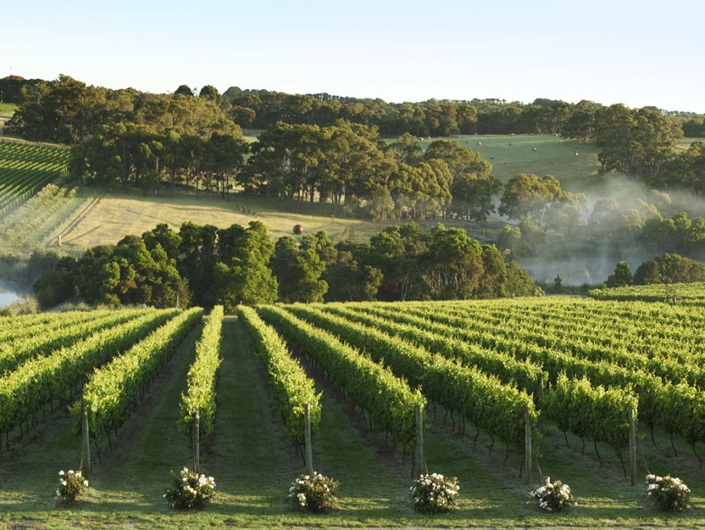 A History Lesson on Australian Wines