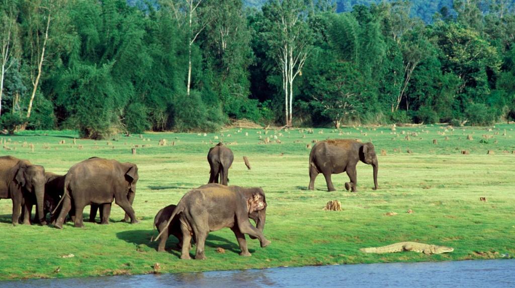 Kabini - A Paradise For Nature & Animal Lovers!