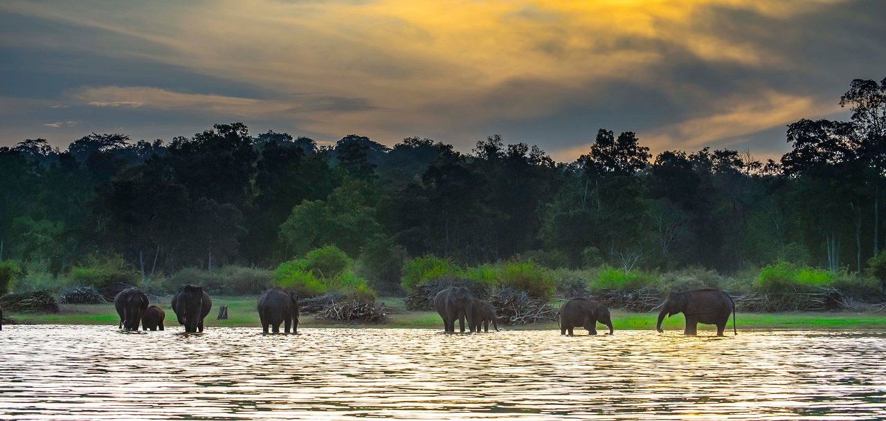 Kabini - A Paradise For Nature & Animal Lovers!