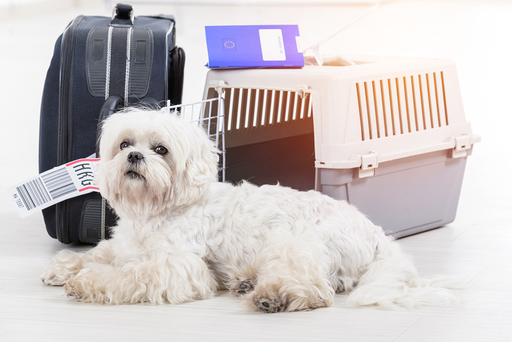 How to Travel Internationally With Your Pet - TheTravelShots