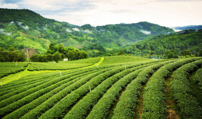 Tea Gardens in Assam