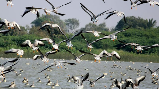 Bird Sanctuaries In Karnataka - | TheTravelShots