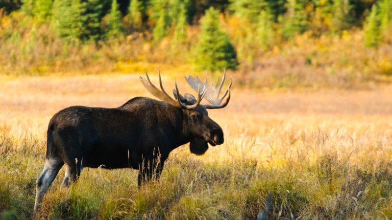 8 incredible animals you’ll find in Canada