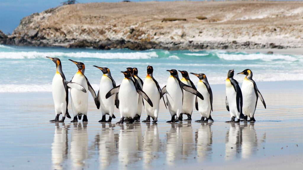Where to see penguins in the wild?