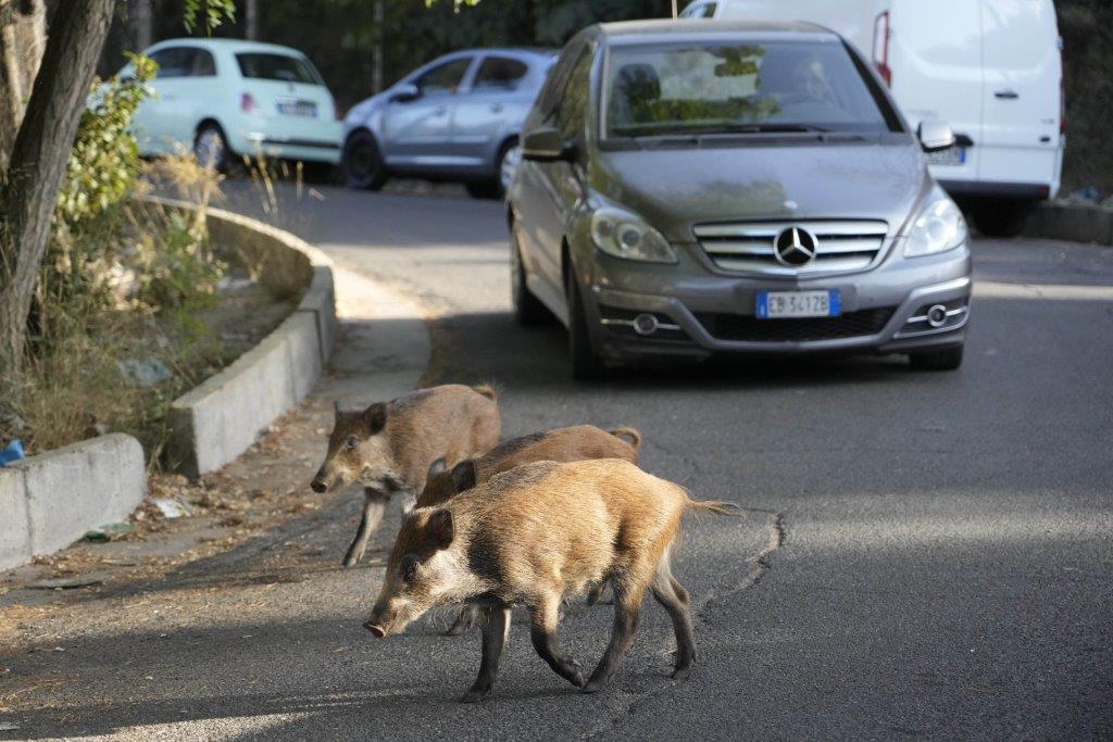 Italians may take custody of wild boars that run through the streets of Rome