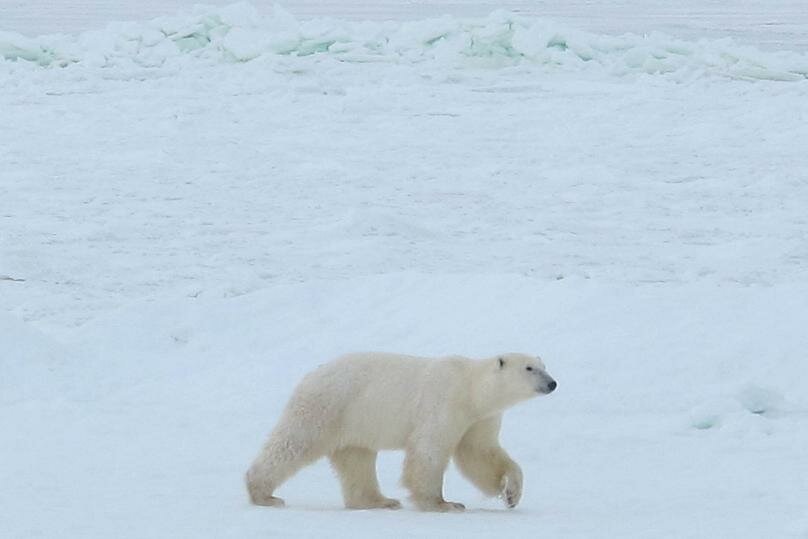 Walk In The Polar Bear Capital Of The World Manitoba 