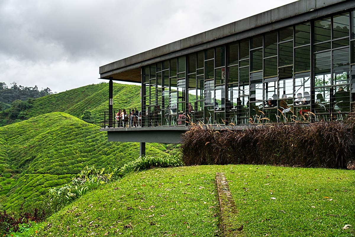 visit boh tea plantation