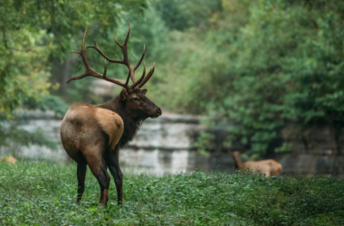 Elk of Boxley Valley