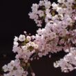 Sakura Season Delights