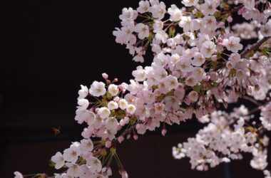 Sakura Season Delights