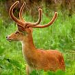 Dibang Wildlife Sanctuary