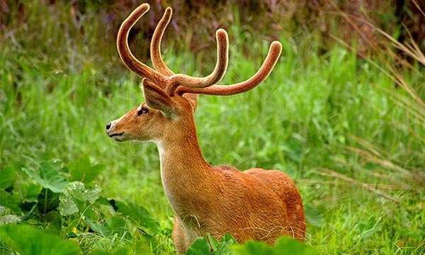 Dibang Wildlife Sanctuary