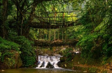 Double Decker Living Root Bridge