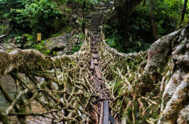 Living Root Bridges