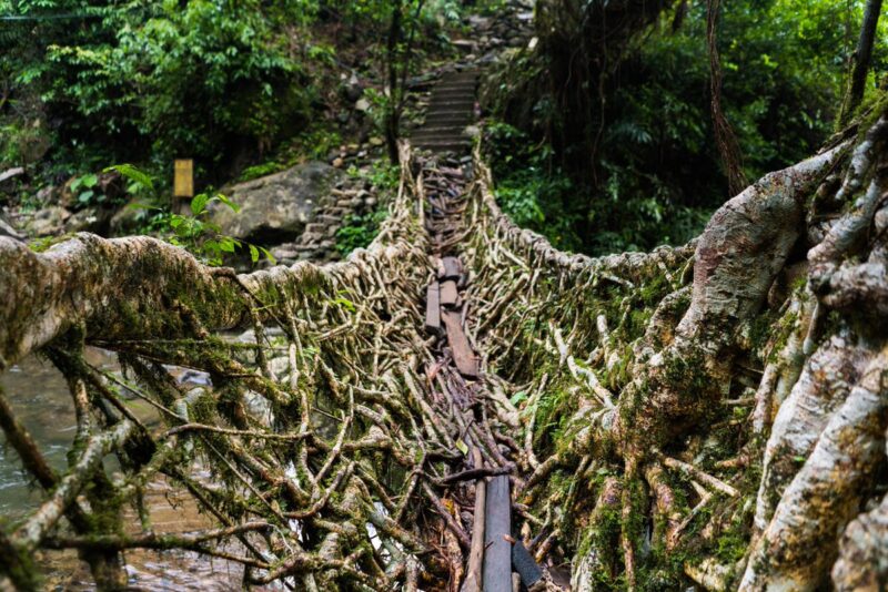 Living Root Bridges