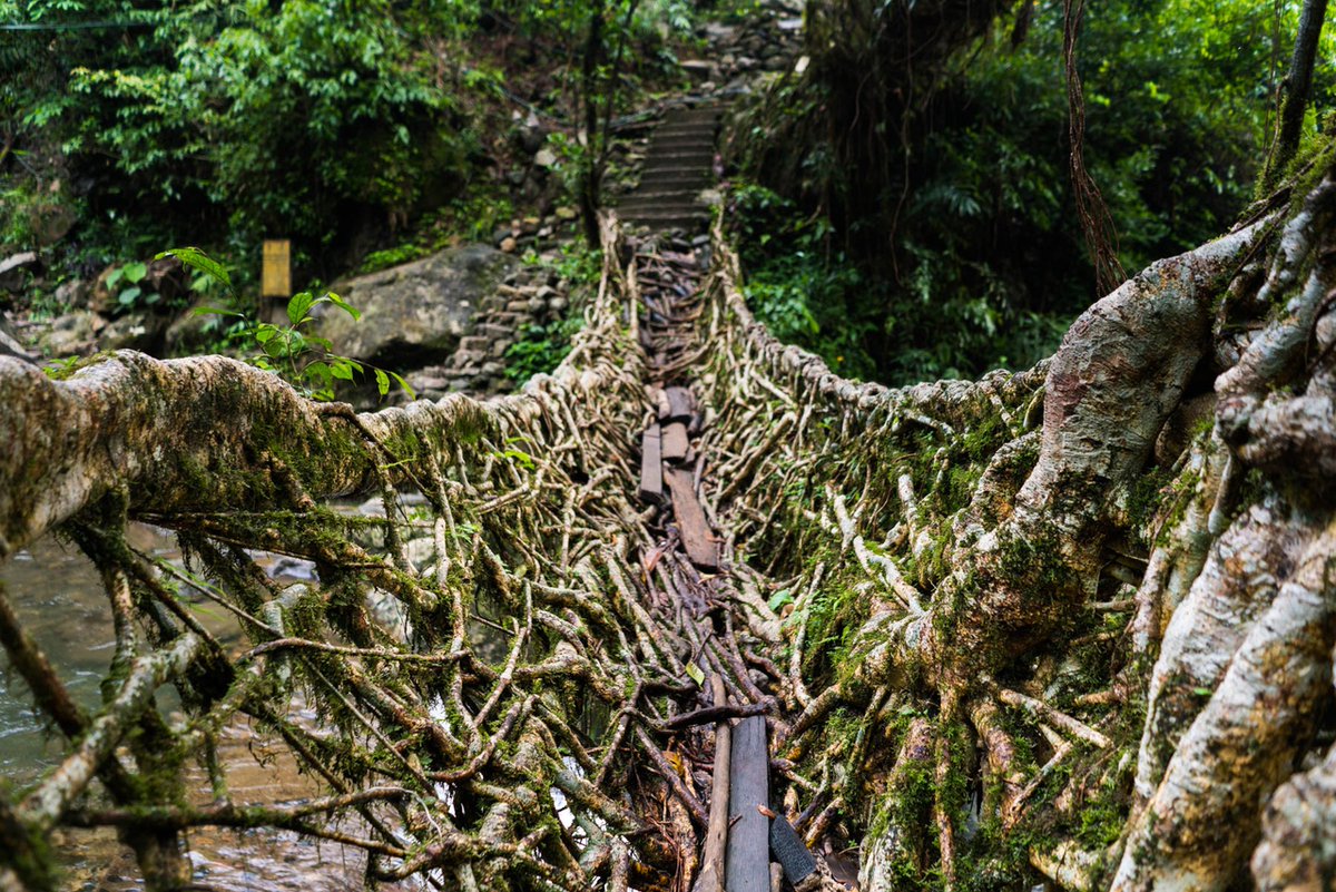 Lieving Root Bridge Living Root Bridges: Nature's Ingenious Engineering Marvels ...
