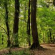 Mawphlang Sacred Forest