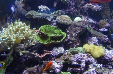 San Francisco Aquarium
