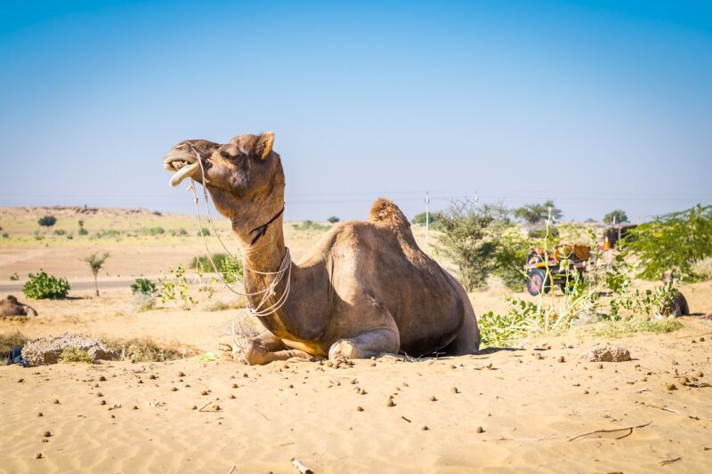 Best Time to Visit Jaisalmer