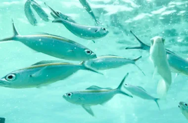 Kochi to Lakshadweep