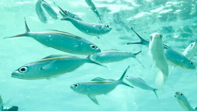 Kochi to Lakshadweep