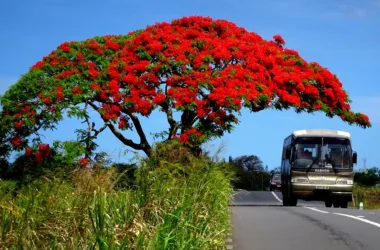 Best Time to Visit Mauritius