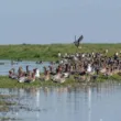 Nalbana Bird Sanctuary