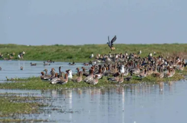Nalbana Bird Sanctuary
