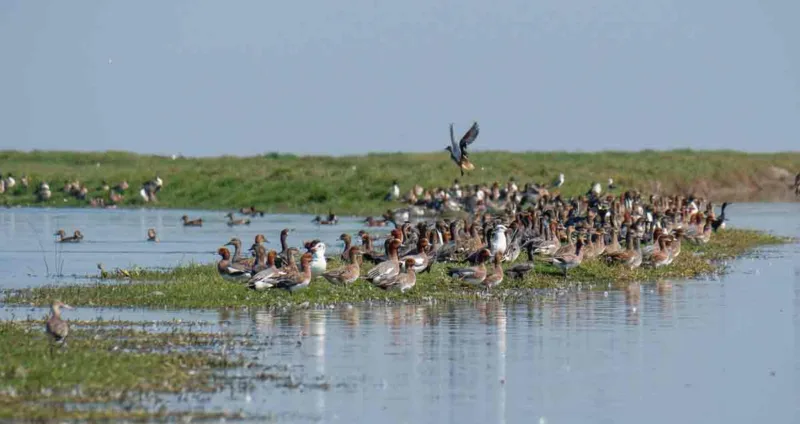 Nalbana Bird Sanctuary