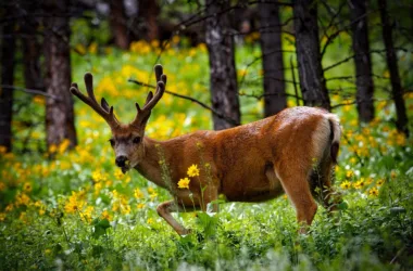 Yellowstone National Park
