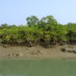 Kolkata to Sundarban