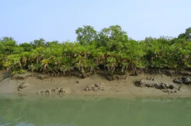 Kolkata to Sundarban