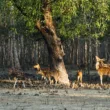 Sundarbans