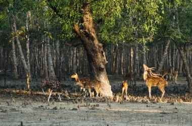 Sundarbans