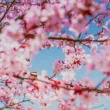 April Festivals Around the World
