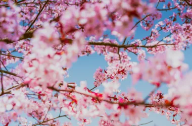 April Festivals Around the World