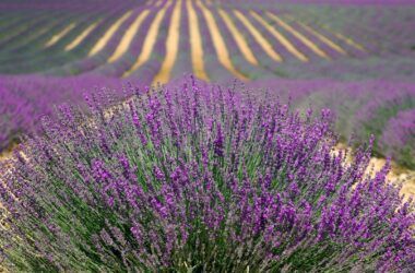 Best Cities in France